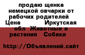продаю щенка немецкой овчарки от рабочих родителей › Цена ­ 8 000 - Иркутская обл. Животные и растения » Собаки   
